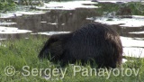Video of Nutria - Nutria near to the lake eating grass.